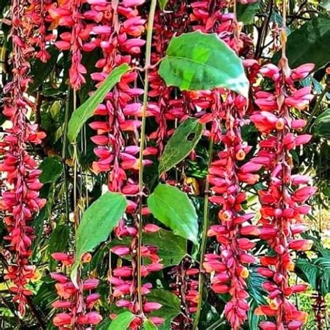 Thunbergia Red Vine 2-3 ft. - Thunbergia - Thunbergia Red Vine - Vines ...