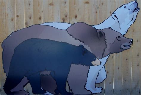 How To Measure A Grizzly Bear at Paige Nancy blog