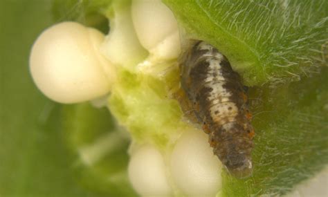 Insect Pests