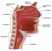 Image result for esophageal tonsil