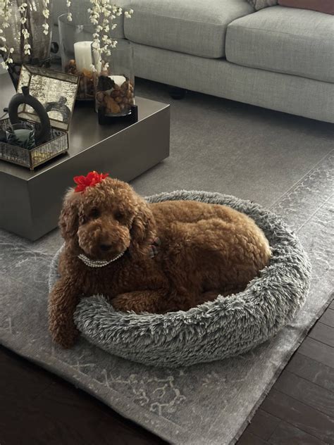 Bpulse Therapy Jacksonville