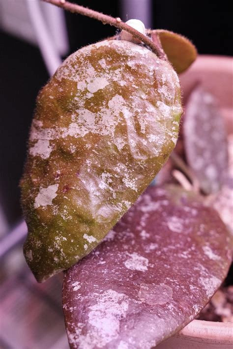 enamoured with all the different leaf textures : r/RareHouseplants