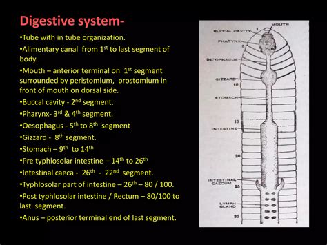 Indian Earthworm (Pheretima posthuma)ppt.pdf