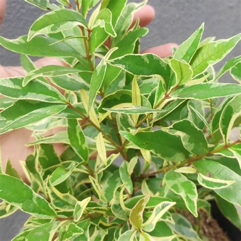 Euginea White (Syzygium Gratum) Ornamental Live Plant (Home & Garden ...