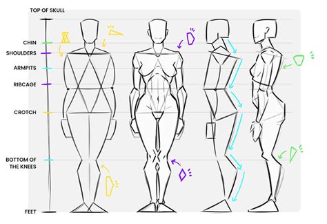 How To Draw A Human Perfectly