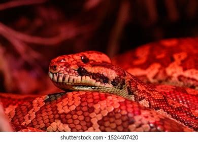 Image result for Coastal Carpet Python Colours