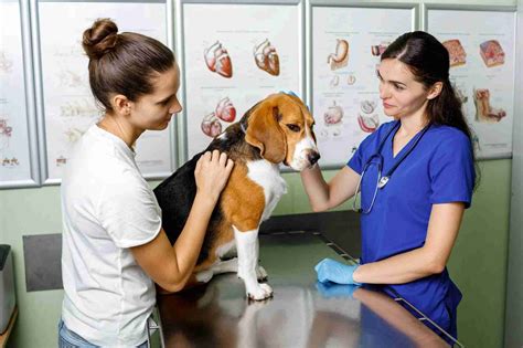 5 Truths About a Career in Veterinary Nursing