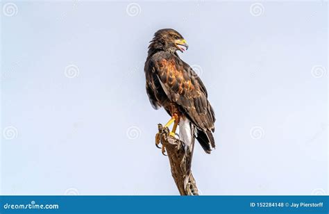 Harris`s Hawk Parabuteo Unicinctus in Sonoran Desert Stock Photo - Image of raptor, ranch: 152284148
