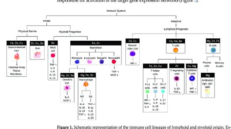 Image result for Lymphoid Cell Lineage