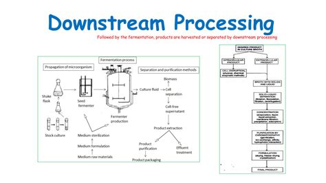 Downstream Processing Procedure 的图像结果