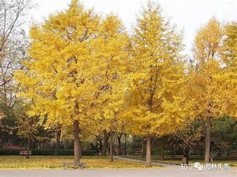 十大珍贵树种排名 - 惠农网