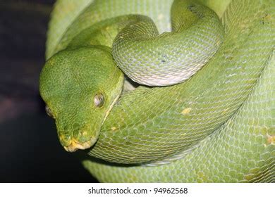 Image result for Python Flexibility