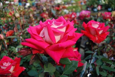 Hybrid Tea & Grandiflora Roses