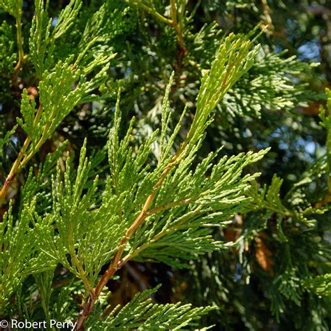 Incense cedar - Waterwise Garden Planner