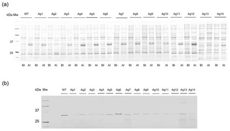 Thermostable and Long-Circulating Albumin-Conjugated Arthrobacter ...