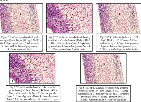 Cerebral Cortex Histology Layers