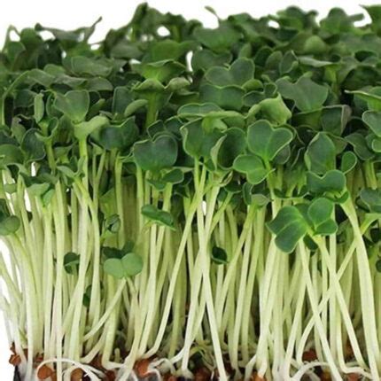 Buy Spinach (Palak) Microgreens Seeds 100g online | Premium Organic ...