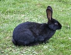 Image result for Holland Lop Bunnies Black and White Female