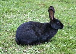 Image result for Cute Black Bunny