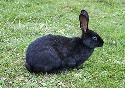 Image result for Gray Rabbit with Black Spots