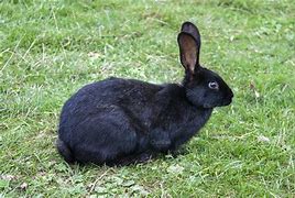 Image result for Cute Black Bunny In-House