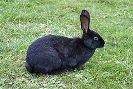 Image result for Wild Rabbit Bunnies