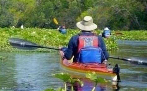 3-Hours Manatee Encounter Kayaking Tour in Orlando - Klook India