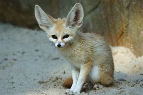 Fennec Fox Extinction 的图像结果