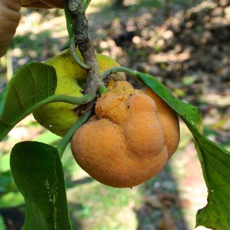 Kwai Muk Fruit Plant (Artocarpus hypargyreus) – veliyathgardens