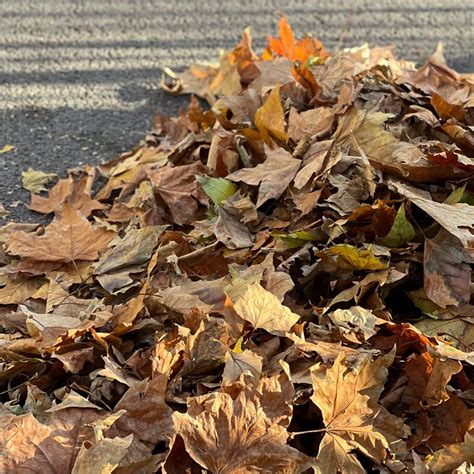 Image result for Yard Waste Disposal