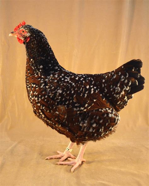 Small Speckled Chickens at Sara Huff blog