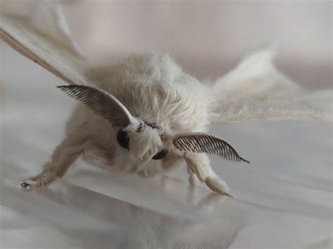 Image result for Moth Corpse Bride Stencil