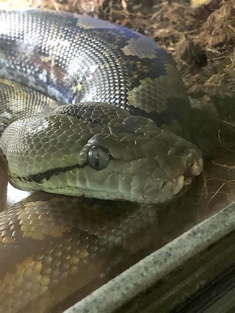 Image result for Super Dwarf Reticulated Python