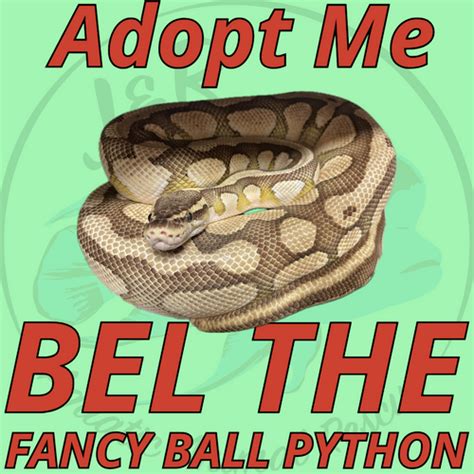 Image result for Fancy Ball Python