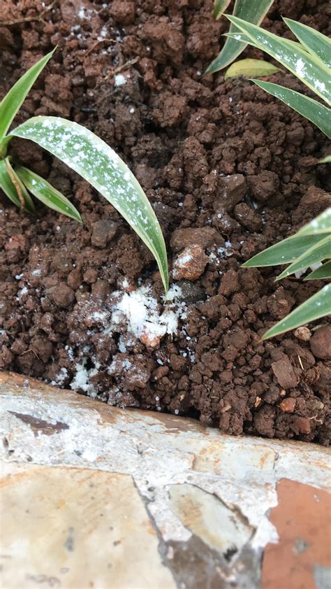 Green Dragon Home Solutions | Natural & Organic | Snail Magic, Garden ...