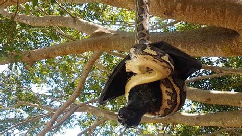 Python and Bat 的图像结果