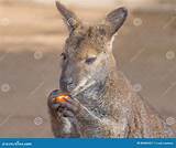 Kangaroo eating fruit stock image. Image of mammal, joey - 80004421