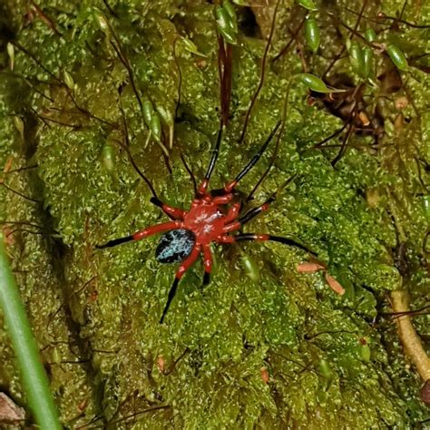 red-and-black Spiders from Kallista VIC 3791, Australia on April 22 ...