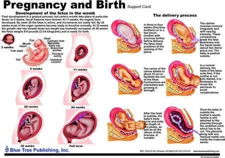 Buy Female Reproductive Anatomy, Pregnancy Birth Anatomy Chart Uterus ...