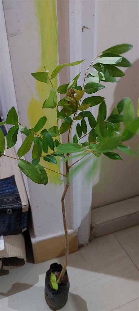 Creative Farmer Herbal Healthy Live Plant For Gardening Simarouba ...