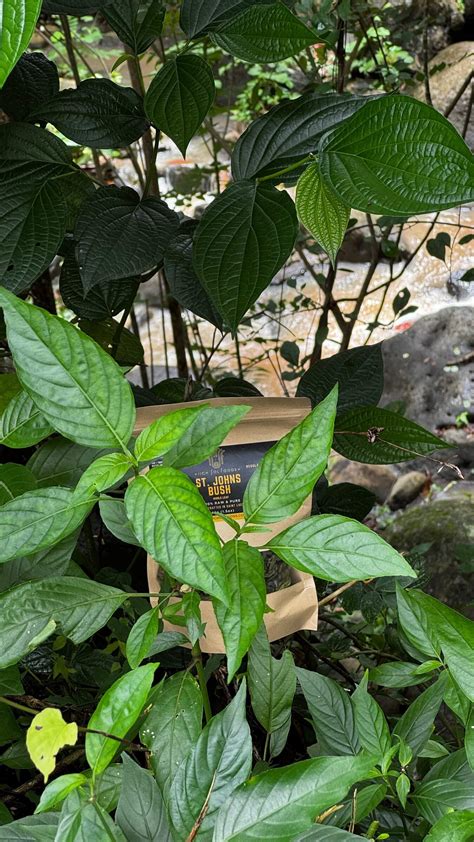 St John’s Bush: Top 5 Benefits of for Women’s Health – Rich Sol Foods