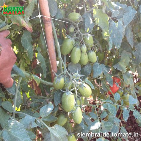 Mallas espalderas en campo abierto - siembra-de-tomate