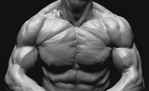 Image result for Muscle Model Chest Anatomy
