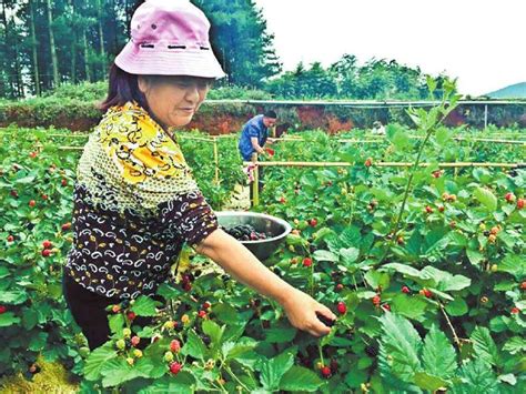 农民种植这种野果子，成熟时每天上百人来采摘，年赚二十几万_树莓