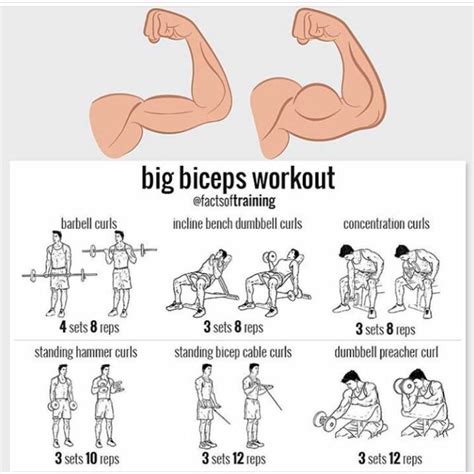 Bicep Exercises Bodyweight at Ryan Henderson blog