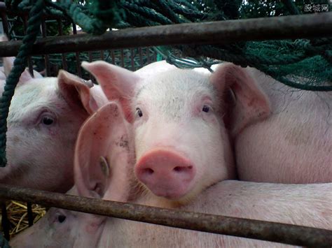 三四月猪价或跌至每斤6元谷底 四项举措稳定生猪生产-红旗山