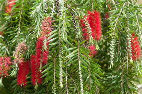 Large Bottle Brush Plant at Patrick Purcell blog