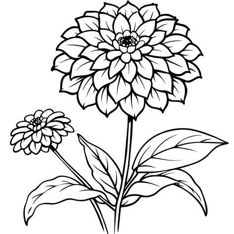 Zinnia Flower outline illustration coloring book page design, Zinnia Flower black and white line ...