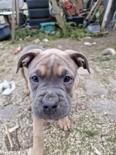 Hundewelpen Mischlingen in Mellingen | Tiere | Kleinanzeigen
