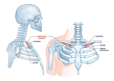 Male Chest Muscle Diagram